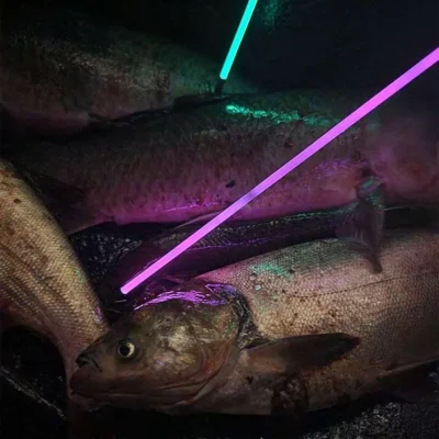 Muzzy Saber Fish Arrow w/Carp Point